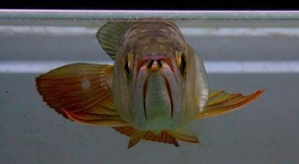 如何判斷龍魚是否魚腮外翻？，如何判斷龍魚是否魚腮外翻是否魚腮外翻的詳盡解析