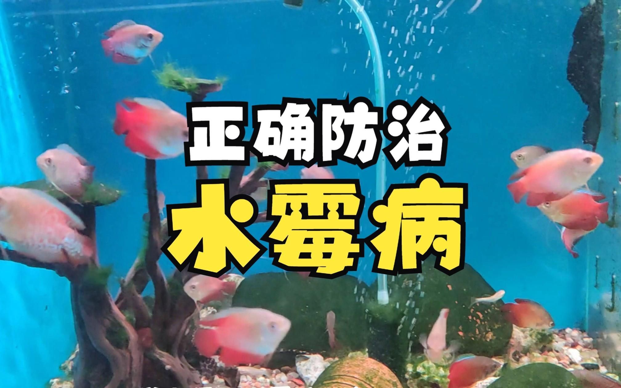 如何預防魚缸水霉病復發，水霉病復發后如何快速治療