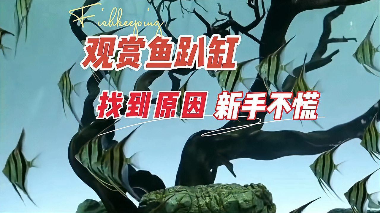 魚兒趴缸底多久算正常，如何判斷魚兒趴缸底是否正常