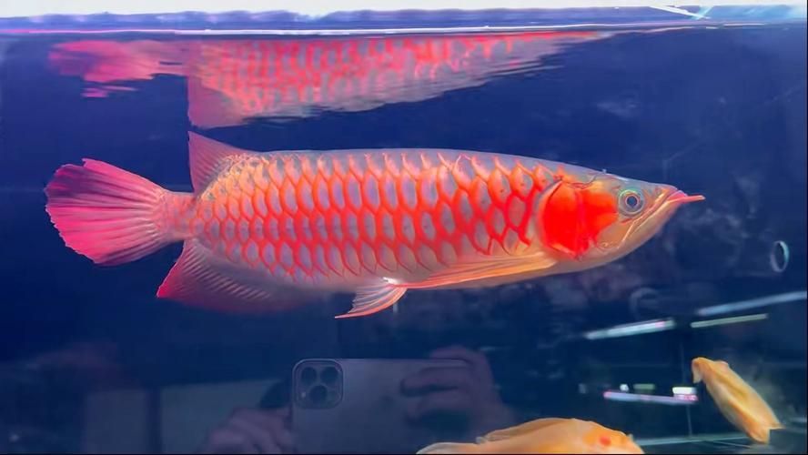 一億元的紅龍魚有哪些獨特特征，一億元的紅龍魚有哪些獨特特征，