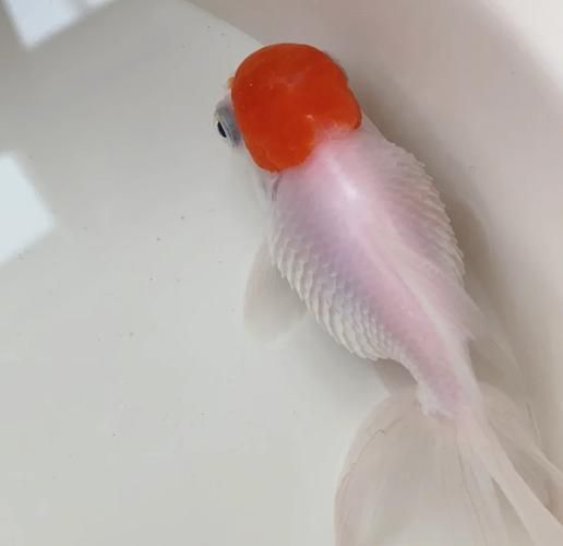 如何判斷魚是否炸鱗，如何判斷魚是否炸鱗——科學診斷指南