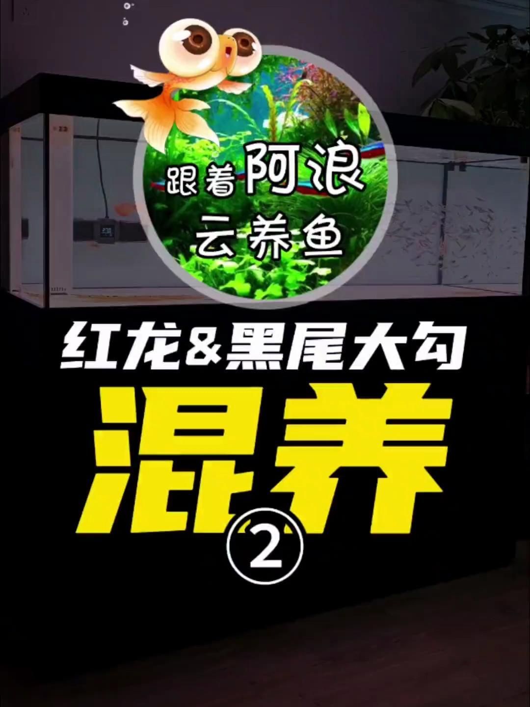 圣菲神仙魚適合與哪些魚類混養(yǎng)？