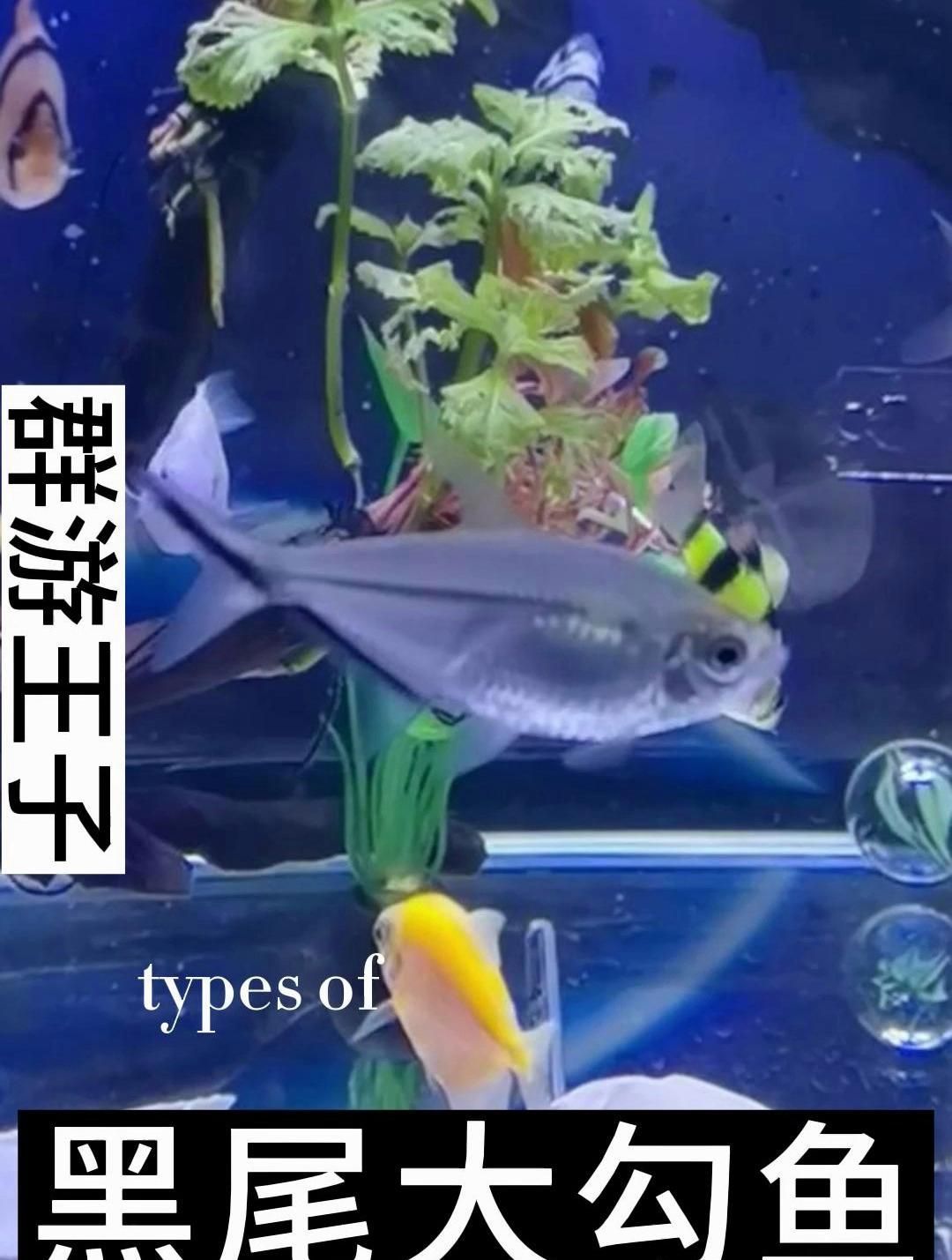 圣菲神仙魚適合與哪些魚類混養(yǎng)？