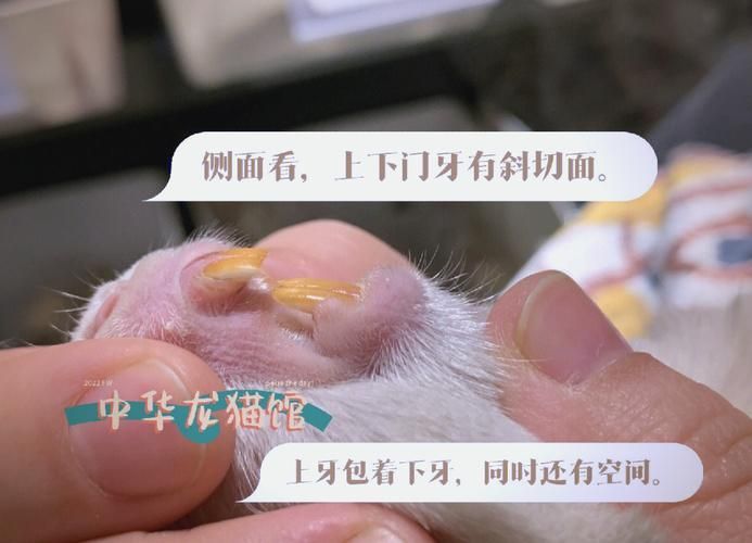 龍貓先天性疾病有哪些常見類型，龍貓先天性疾病有哪些常見類型及其臨床表現(xiàn)