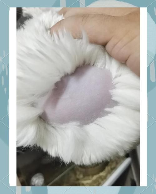 龍貓先天性疾病有哪些常見類型，龍貓先天性疾病有哪些常見類型及其臨床表現(xiàn)