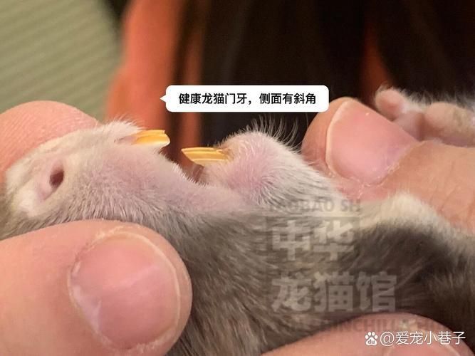 龍貓先天性疾病有哪些常見類型，龍貓先天性疾病有哪些常見類型及其臨床表現(xiàn)