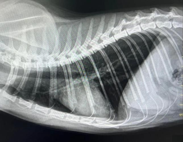 龍貓先天性疾病有哪些常見類型，龍貓先天性疾病有哪些常見類型及其臨床表現(xiàn)