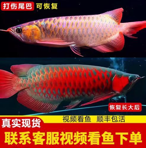 辣椒紅龍魚的市場價格是多少，辣椒紅龍魚市場價格是多少