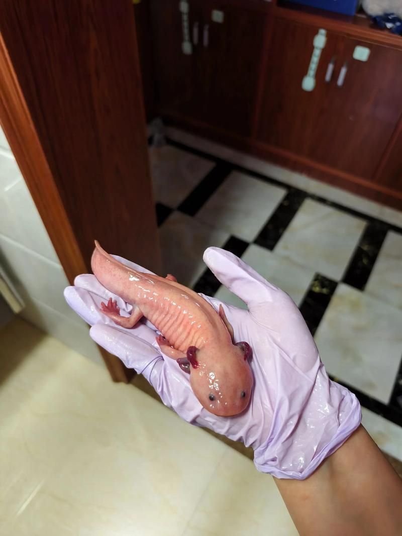 杰西卡恐龍魚有哪些產品，富媒體組件“杰西卡恐龍魚”