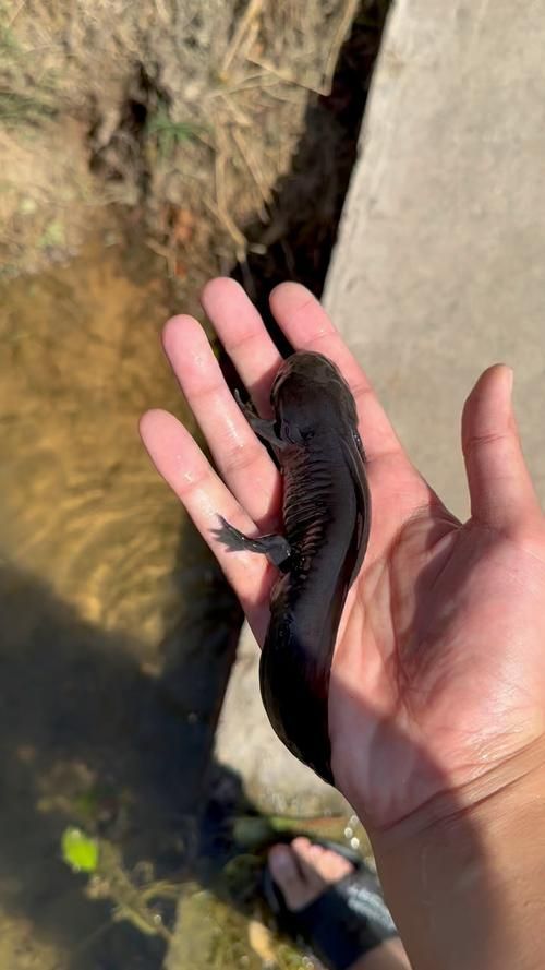 杰西卡恐龍魚有哪些產品，富媒體組件“杰西卡恐龍魚”