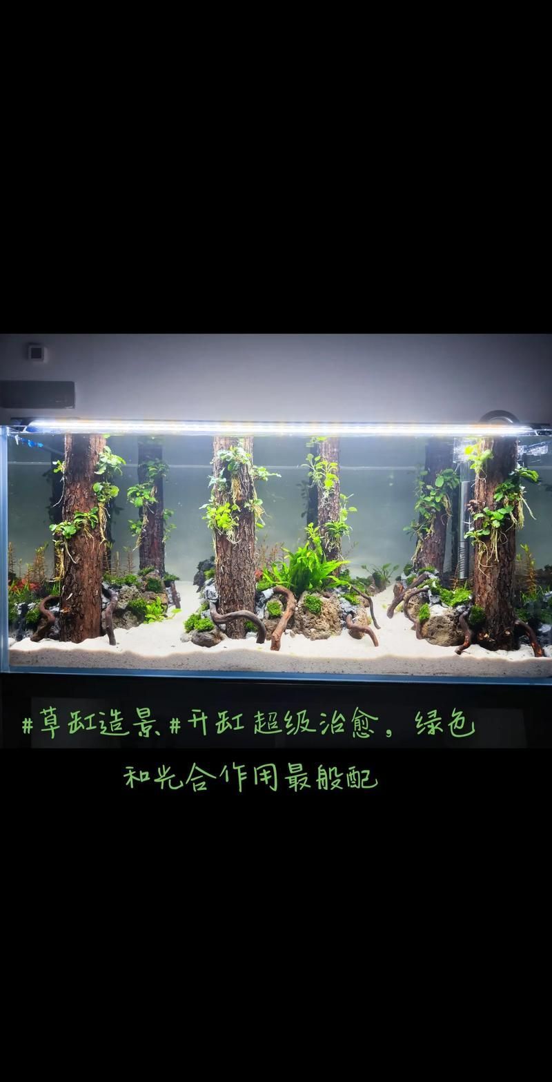 魚撞缸最佳處理方法，arxiv論文助手魚撞缸最佳處理方法詳解（1000字+配圖）