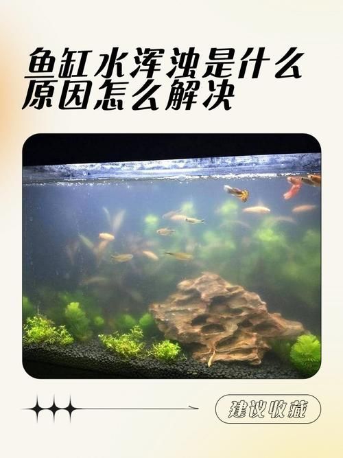 魚撞缸最佳處理方法，arxiv論文助手魚撞缸最佳處理方法詳解（1000字+配圖）
