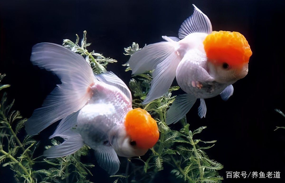 哪種藥物對(duì)魚傷口恢復(fù)最有效