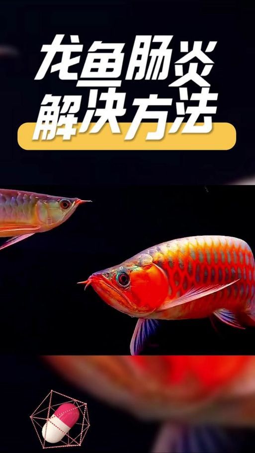 如何預防龍魚感染這四種病？，如何預防龍魚感染四種疾病預防措施