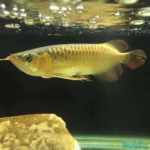 有哪些龍魚品種適合20公分階段飼養？，20cm龍魚飼養指南