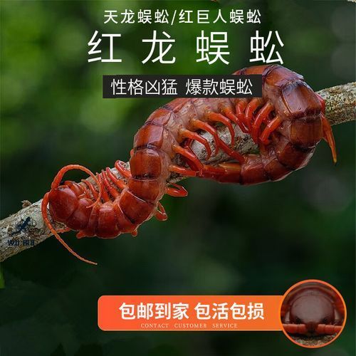 有哪些龍魚品種適合20公分階段飼養？，20cm龍魚飼養指南
