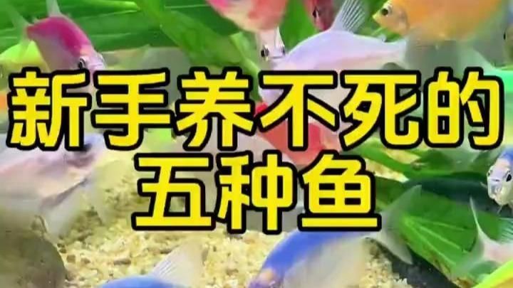 有哪些特色魚種適合初學者飼養，初學者適合初學者飼養的魚種，適合初學者的特色魚種