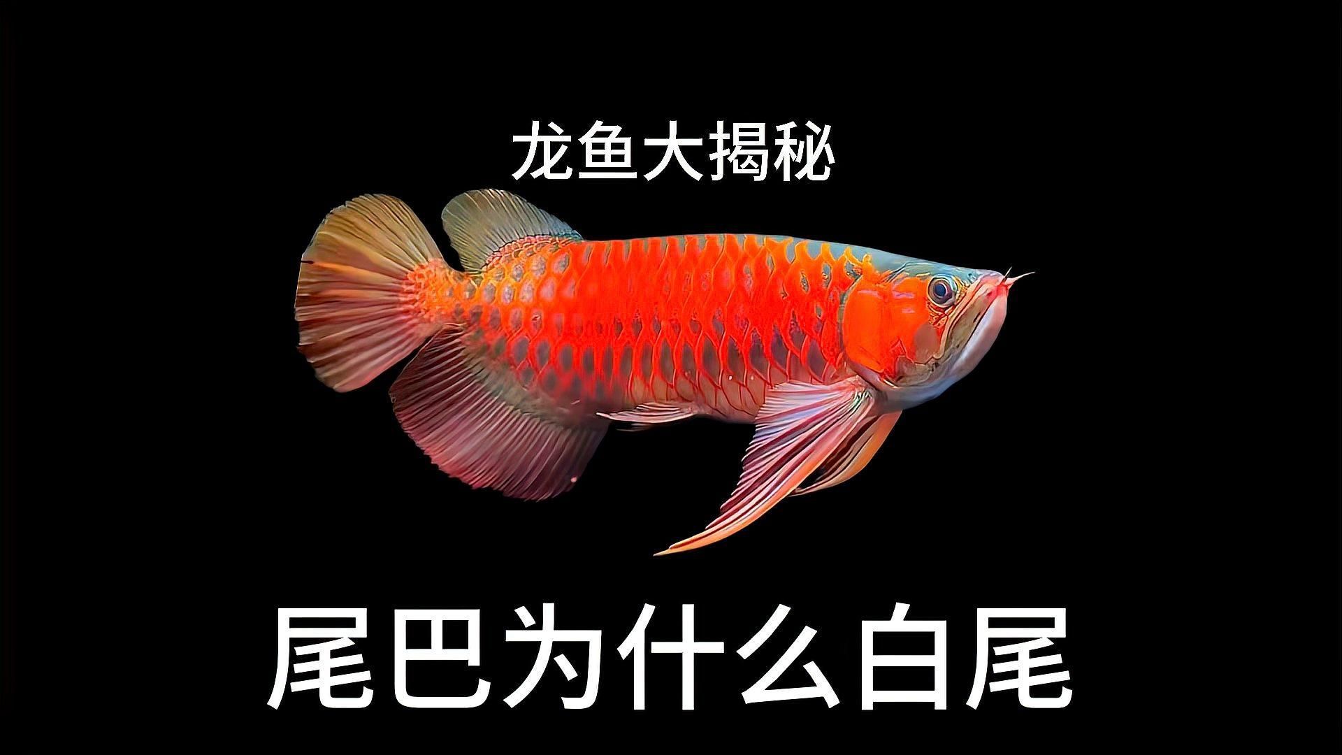 如何判斷龍魚尾巴發(fā)白是哪種原因？，龍魚尾巴發(fā)白是哪種原因引起的，如何判斷龍魚尾巴發(fā)白是哪種原因