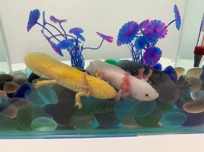 四角恐龍魚有哪些稀有顏色變異？，四角恐龍魚的基本信息
