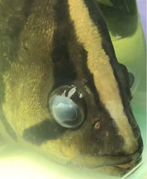 能提供更多關于魚蒙眼病的圖片嗎，如何判斷魚是否患有蒙眼病,能提供更多治療魚蒙眼病的藥物嗎