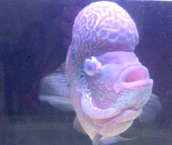能提供更多關于魚蒙眼病的圖片嗎，如何判斷魚是否患有蒙眼病,能提供更多治療魚蒙眼病的藥物嗎