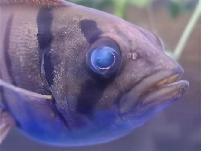 能提供更多關(guān)于魚蒙眼病的圖片嗎，如何判斷魚是否患有蒙眼病,能提供更多治療魚蒙眼病的藥物嗎