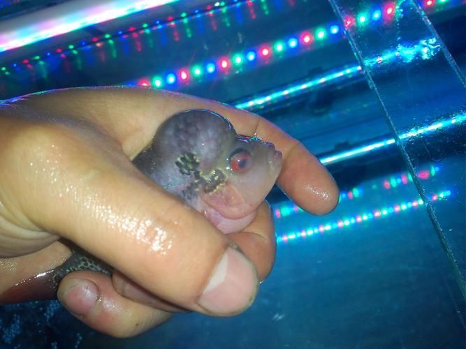 能提供更多關于魚蒙眼病的圖片嗎，如何判斷魚是否患有蒙眼病,能提供更多治療魚蒙眼病的藥物嗎
