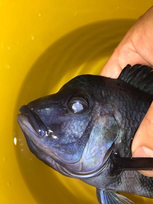 能提供更多關于魚蒙眼病的圖片嗎，如何判斷魚是否患有蒙眼病,能提供更多治療魚蒙眼病的藥物嗎