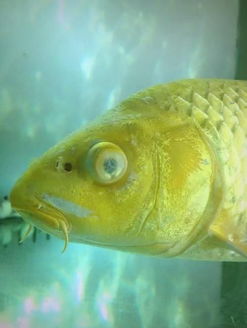能提供更多關于魚蒙眼病的圖片嗎，如何判斷魚是否患有蒙眼病,能提供更多治療魚蒙眼病的藥物嗎