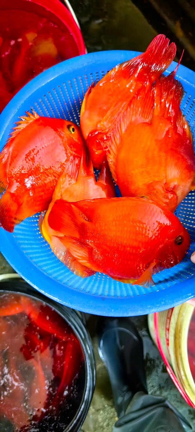 如何區分財神鸚鵡魚的真假？，如何區分財神鸚鵡魚的真假