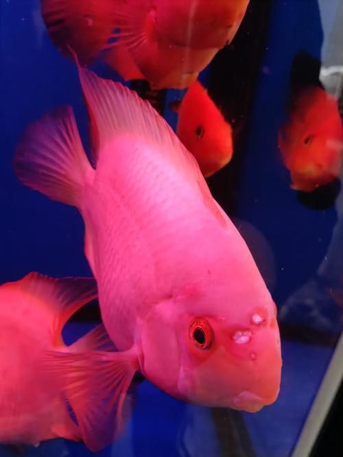 如何區分財神鸚鵡魚的真假？，如何區分財神鸚鵡魚的真假