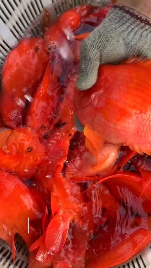 如何區分財神鸚鵡魚的真假？，如何區分財神鸚鵡魚的真假