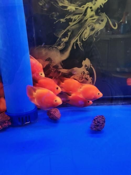 如何區分財神鸚鵡魚的真假？，如何區分財神鸚鵡魚的真假