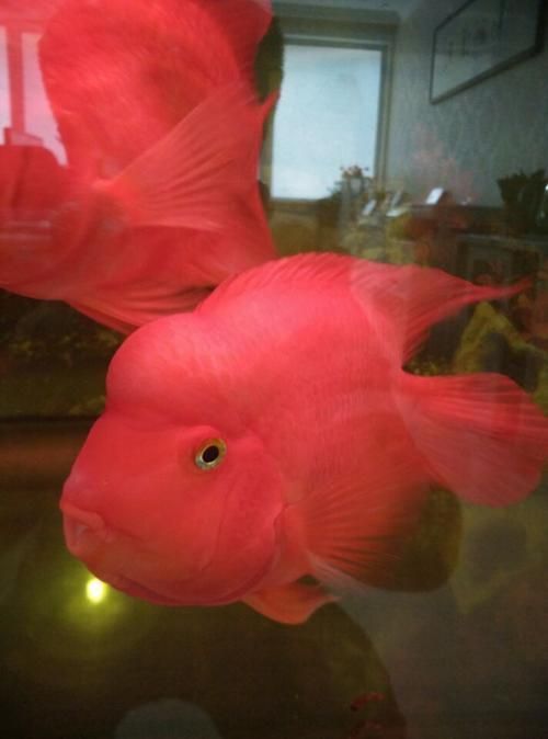 如何區分財神鸚鵡魚的真假？，如何區分財神鸚鵡魚的真假