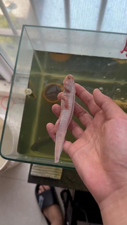 給我推薦一些信譽良好的六角恐龍魚商家，信譽良好的六角恐龍魚商家推薦