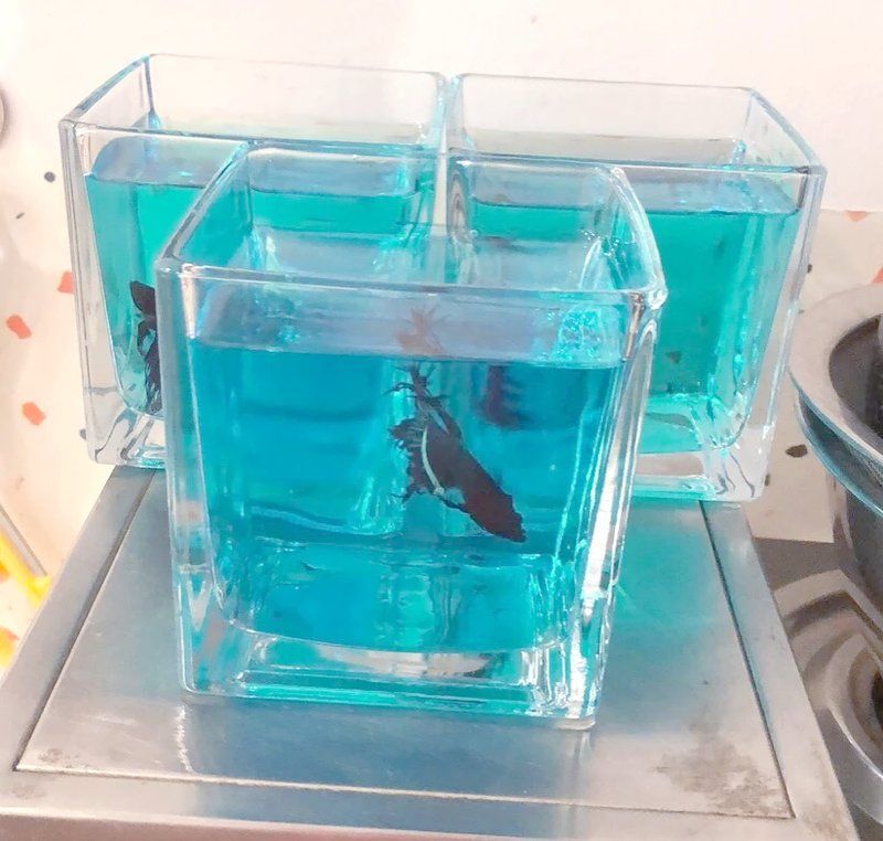 魚真菌感染如何快速治療，斗魚真菌感染用什么藥最好治療魚真菌感染治療全攻略