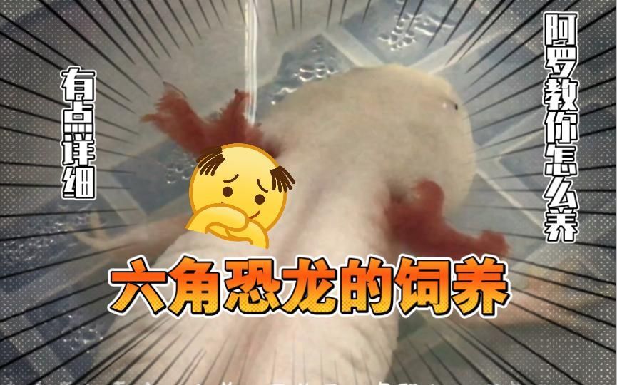 六角恐龍魚的飼養(yǎng)難度大嗎？，六角恐龍魚的飼養(yǎng)難度大嗎六角恐龍魚飼養(yǎng)全攻略