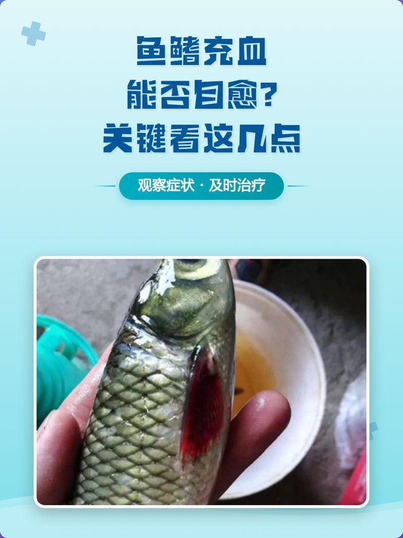 魚鰭充血會自愈嗎，魚鰭充血會自愈嗎,魚鰭充血能自愈嗎