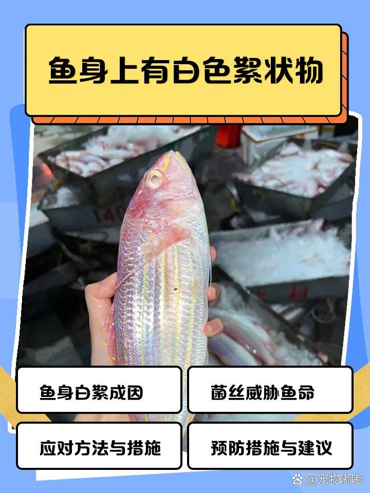 金龍魚身上有白色絮狀物會自愈嗎？，金龍魚身上出現白色絮狀物會自愈嗎？