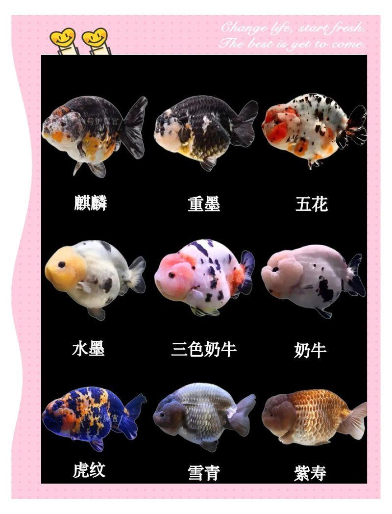 “龍鱗蘭壽”金魚有哪些獨(dú)特外觀特點(diǎn)？，長(zhǎng)樂龍鱗蘭壽奪得2025“長(zhǎng)城杯”世界金魚錦標(biāo)賽冠軍