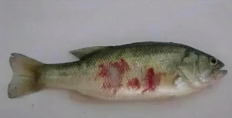 潛水艇魚常見疾病有哪些？，喜愛的觀賞魚常見疾病有哪些？