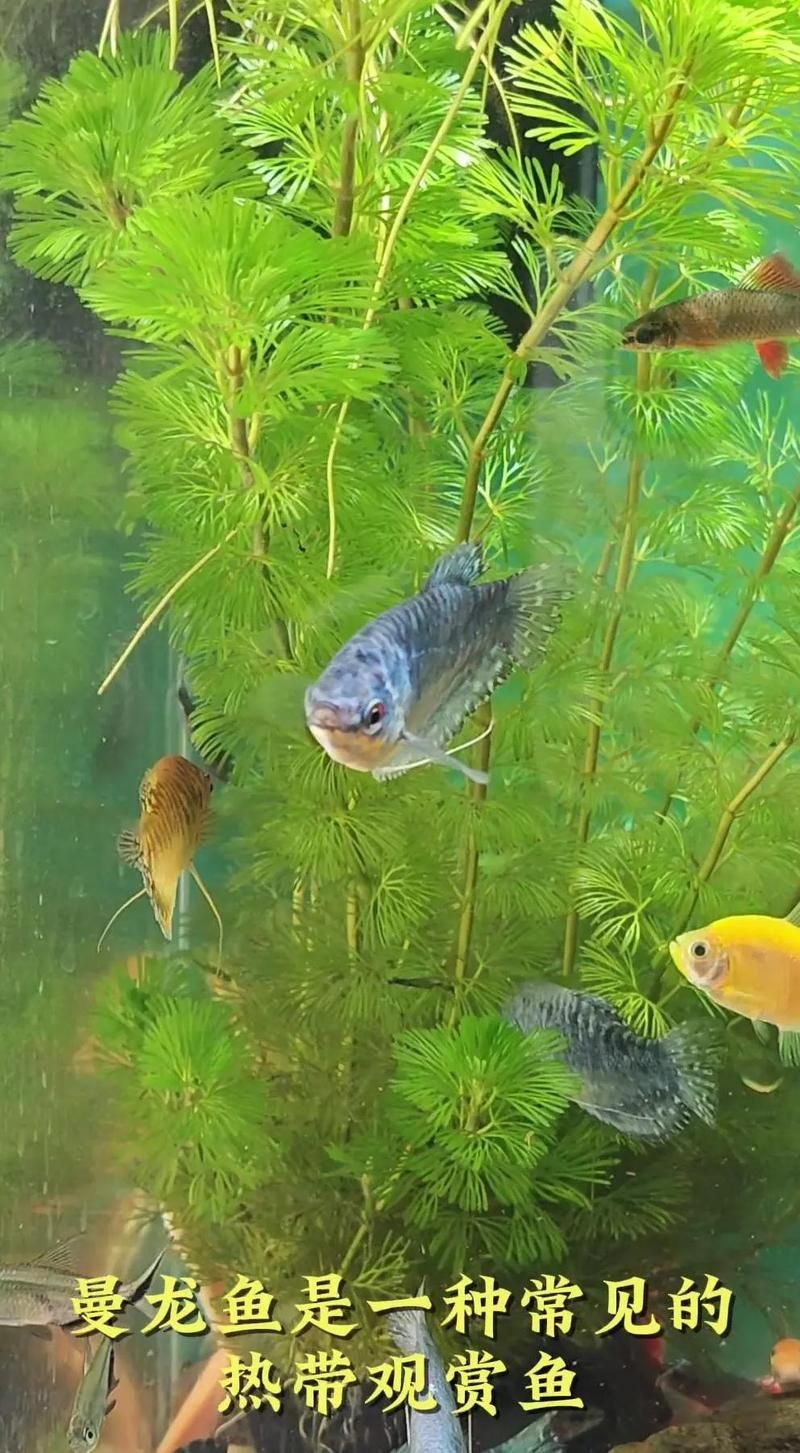 如何判斷曼龍魚是否處于攻擊狀態，如何判斷曼龍魚是否處于攻擊狀態、環境壓力與于攻擊狀態