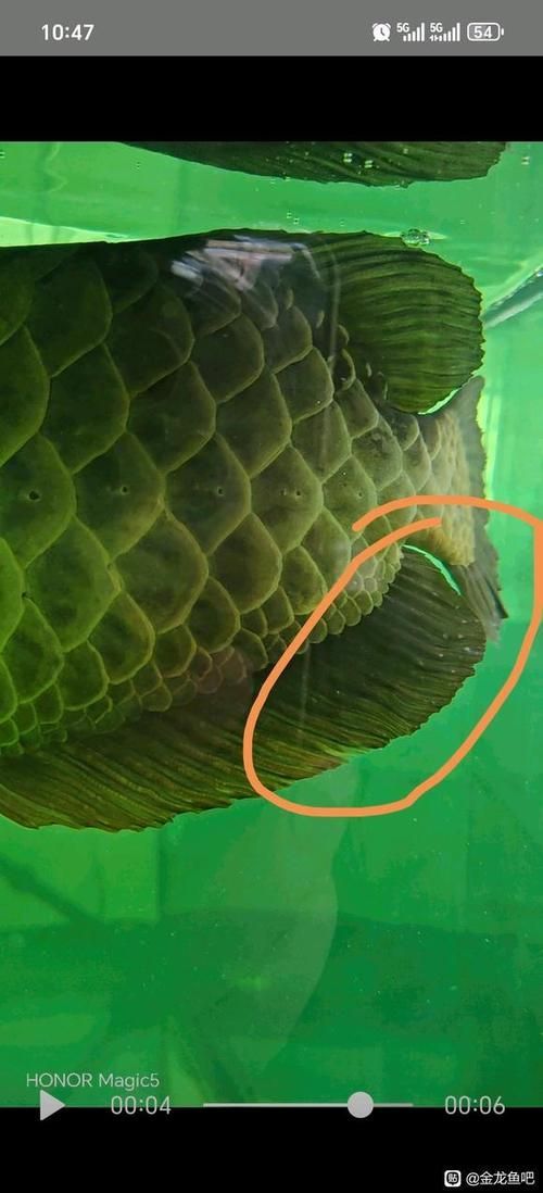 提供更多龍魚外寄癥狀圖，龍魚外寄癥狀圖