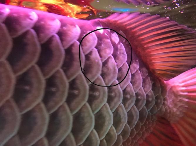 提供更多龍魚外寄癥狀圖，龍魚外寄癥狀圖