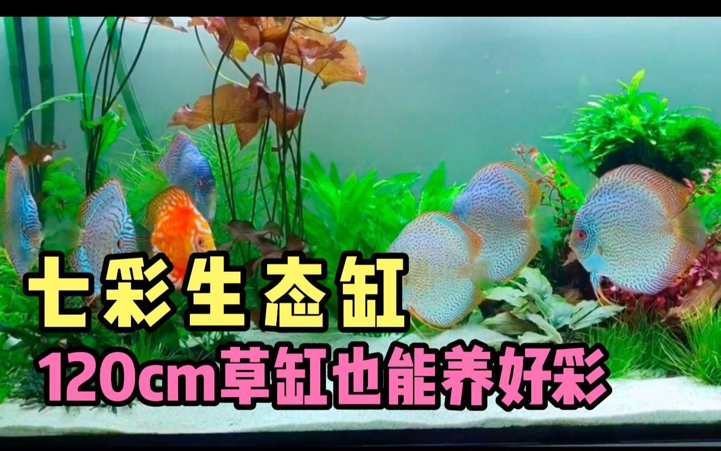 神仙魚缸的大小如何，如何選擇適合神仙魚的魚缸？