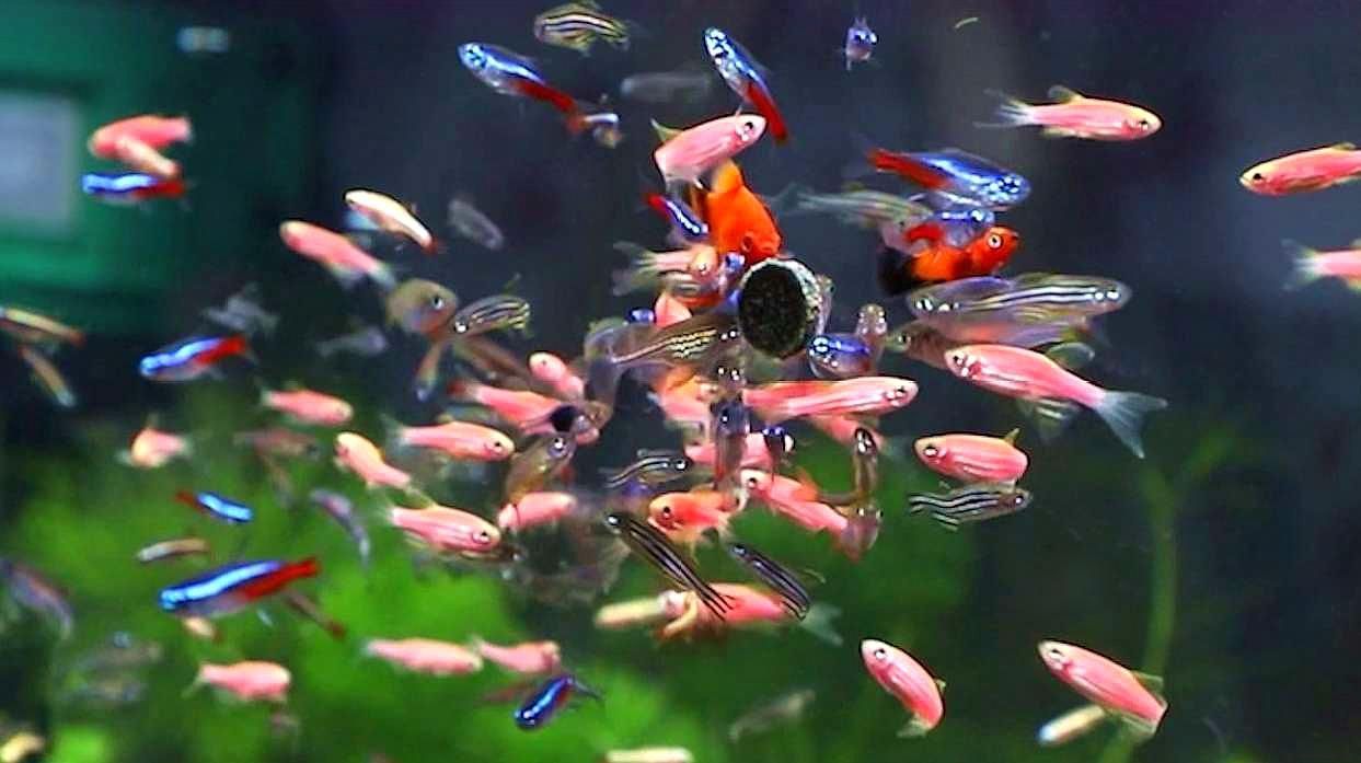 如何區分斑馬魚的雌雄，如何區分斑馬魚的性別