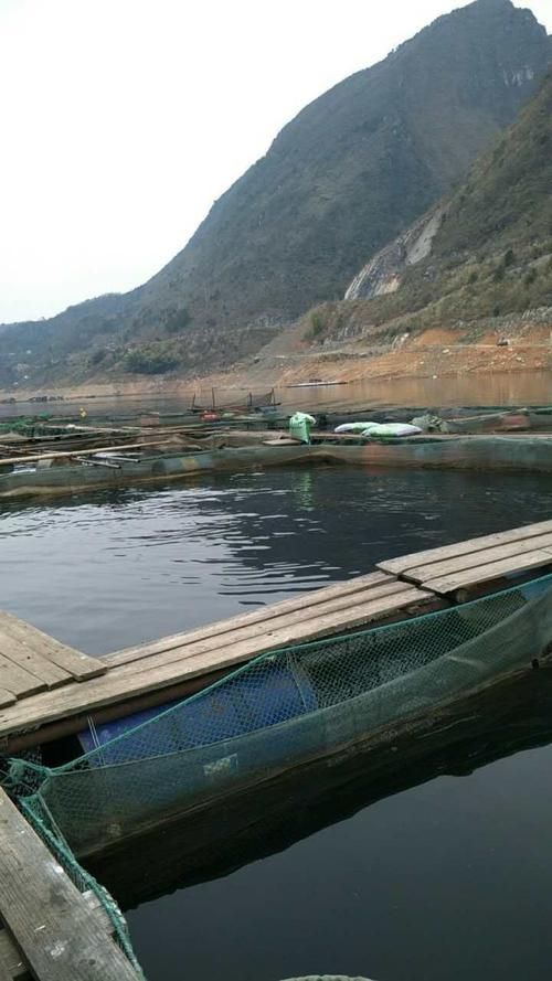 余慶龍魚的養殖技術有哪些？，余慶龍魚養殖技術的高階工業化應用和食用雙重價值的池塘設計