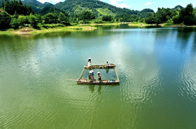余慶龍魚的養殖技術有哪些？，余慶龍魚養殖技術的高階工業化應用和食用雙重價值的池塘設計