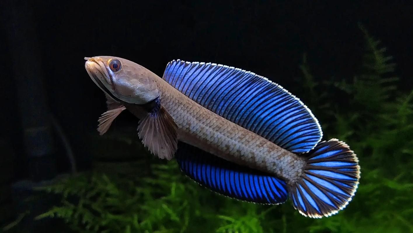 能否提供雷龍魚高清大圖，關于雷龍魚的高清大圖