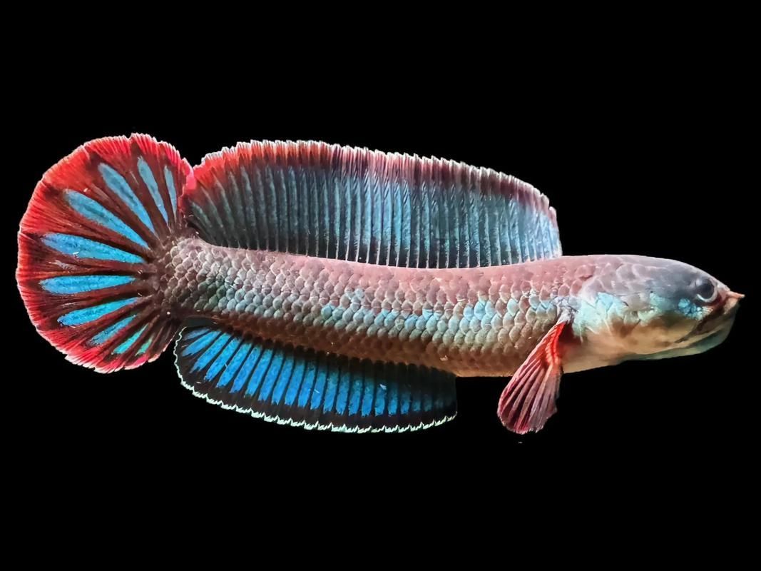 能否提供雷龍魚高清大圖，關于雷龍魚的高清大圖